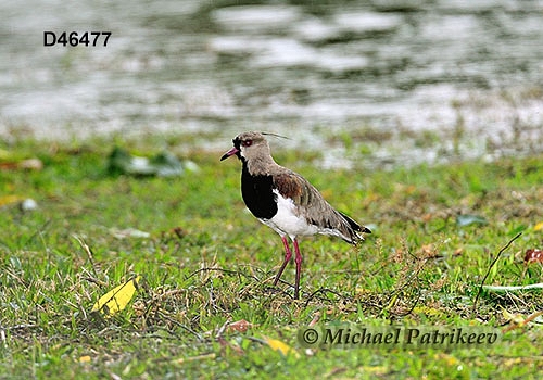 Southern Lapwing (Vanellus chilensis)